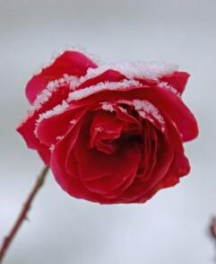 缩水后我扳弯了死对头[修真]GL